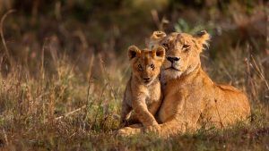 A Tender Moment Between a Lioness and a Cub in Ngorongoro Crater, Tanzania