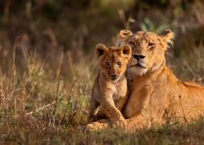 5-Day Tarangire-Serengeti and Ngorongoro Budget Safari