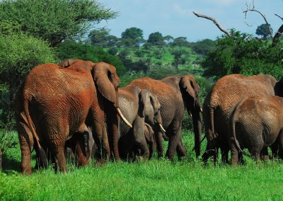 Tarangire National Park Day Trip