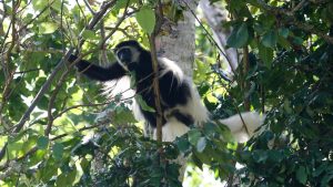 Black and White Colobus in Arusha National Park