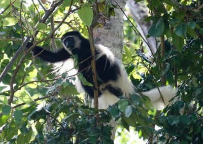 Explore Arusha National Park Via Game Drive and Nature Walk