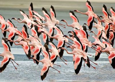 Lake Manyara National Park Day Trip