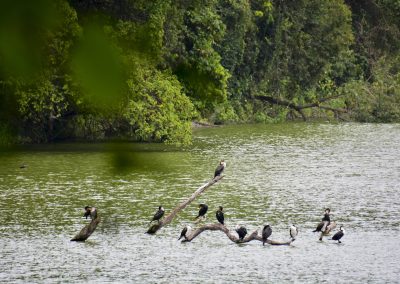 Guided Walking and Bird Watching Tour in Lake Duluti