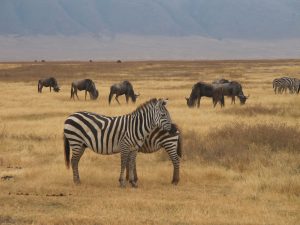 Zebra and Wildebeest Grazing in Ngorongoro Crater