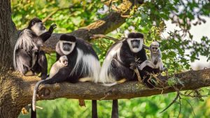 Arusha National Park with Seductive Black and White Colobus Monkey